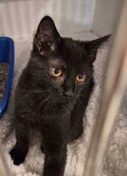 Rescue Domestic Short Hair Cats for Adoption in Blue Springs, Missouri - Halo | PetCurious