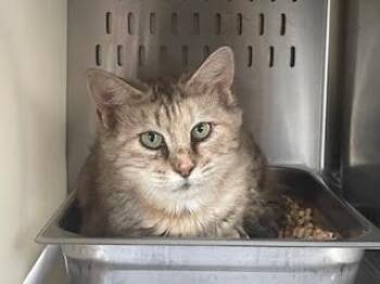 Domestic Medium Hair Cats Available for Adoption in Orlando, Florida - BLAIRE 2 | PetCurious