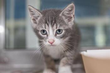 Domestic Short Hair Cats Available for Adoption in Charlotte, North Carolina - A1262577 | PetCurious