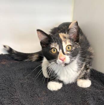 Domestic Short Hair Cats Available for Adoption in Rochester, Indiana - Louise | PetCurious