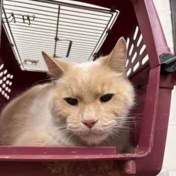 Domestic Short Hair Cats Available for Adoption in Lyndhurst, Virginia - Cisco | PetCurious