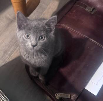 Denise Huxtable -  Russian Blue and Domestic Short Hair Cat for Adoption in Georgetown, Kentucky - Denise Huxtable | PetCurious