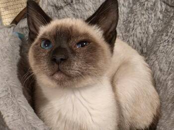 cotton and bitsy -  Siamese Cat for Adoption in Lawrenceville, Georgia - Cotton And Bitsy | PetCurious