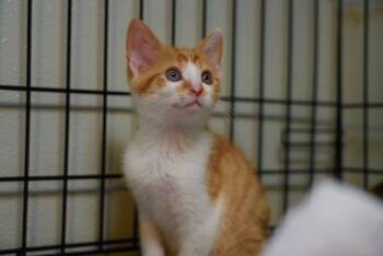 Petunia -  Domestic Short Hair Cat for Adoption in Bradford, Alabama - Petunia | PetCurious
