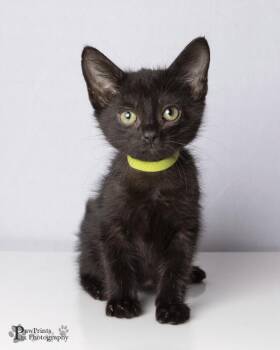 Booger -  Domestic Short Hair Cat for Adoption in Maryville, Tennessee - Booger | PetCurious