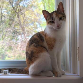 Domestic Short Hair Cats Available for Adoption - Island Girl | PetCurious