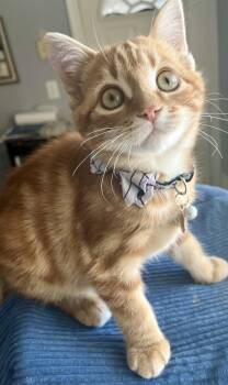 SALEM -  Tabby and Domestic Short Hair Cat for Adoption in Minesing, Ontario - SALEM | PetCurious