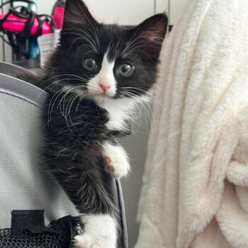 Nala Nitz -  Domestic Medium Hair Cat for Adoption in Eagle Mountain, Utah - Nala Nitz | PetCurious