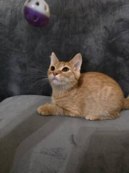 Flash -  Domestic Short Hair Cat for Adoption in Frankfort, Michigan - Flash | PetCurious