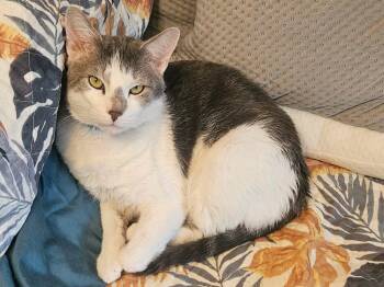 Domestic Short Hair Cats Available for Adoption - Smokey | PetCurious