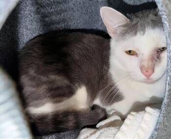 Scooter -  Domestic Short Hair Cat for Adoption in Nashville, Tennessee - Scooter | PetCurious