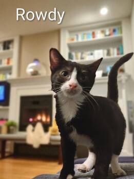 Rescue American Shorthair Cats for Adoption in Lakeland, Florida - Rowdy | PetCurious