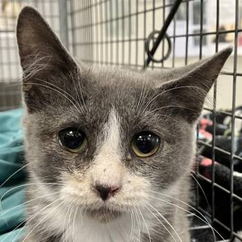 111981 -  Domestic Short Hair Cat for Adoption in Las Cruces, New Mexico - 111981 | PetCurious