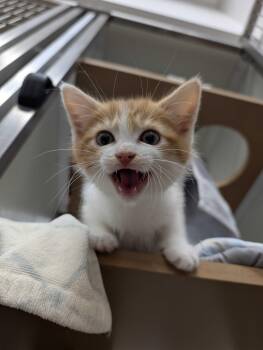American Shorthair Cats Available for Adoption in Maidens, Virginia - Motley Crew | PetCurious