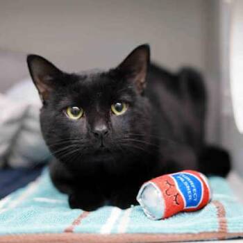 Brutus -  Bombay Cat for Adoption in Atlanta, Georgia - Brutus | PetCurious