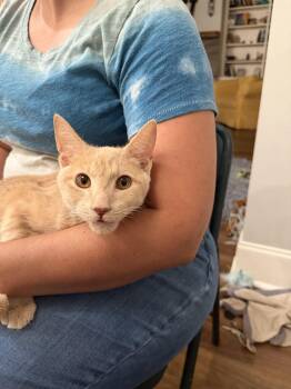 Covert Ops (Available for pre-adoption) -  Domestic Short Hair Cat for Adoption in Camden, South Carolina - Covert Ops (Available For Pre-adoption) | PetCurious