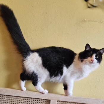 Lia Lilac -  Domestic Medium Hair and Maine Coon Cat for Adoption in Long Beach, California - Lia Lilac | PetCurious