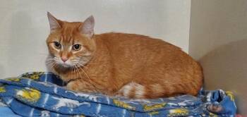 Domestic Short Hair Cats Available for Adoption - Taffy | PetCurious