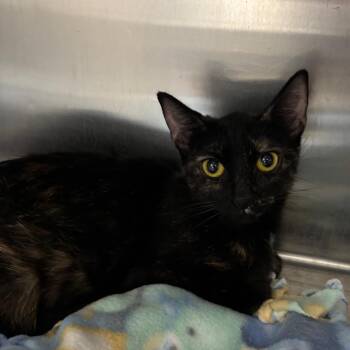 Sycamore -  Domestic Short Hair Cat for Adoption in Grand Rapids, Michigan - Sycamore | PetCurious