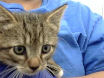 Rescue Domestic Short Hair Cats for Adoption in Dallas, Texas - A.B | PetCurious