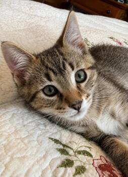 Panzerotti -  Domestic Short Hair Cat for Adoption in Chicago, Illinois - Panzerotti | PetCurious