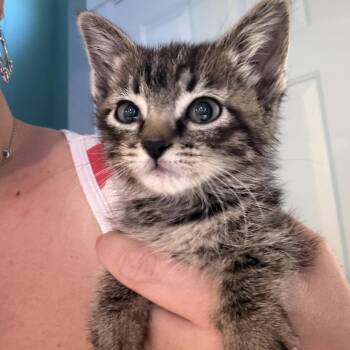 Missy -  Domestic Short Hair Cat for Adoption in Grantsville, Utah - Missy | PetCurious