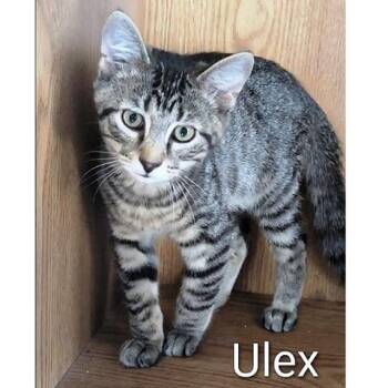 Rescue Tabby Cats for Adoption in Millcreek, Utah - Ulex | PetCurious