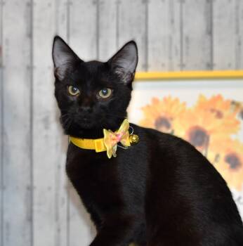 Madison -  Domestic Short Hair Cat for Adoption in Roanoke, Texas - Madison | PetCurious