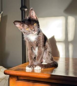 Rescue Domestic Short Hair Cats for Adoption in Parkville, Maryland - Kaydence | PetCurious