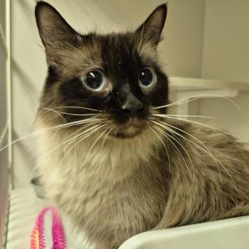 Chloe -  Siamese and Domestic Medium Hair Cat for Adoption in Drumheller, Alberta - Chloe | PetCurious