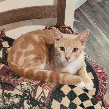Marley -  Domestic Short Hair Cat for Adoption in Winston-salem, North Carolina - Marley | PetCurious