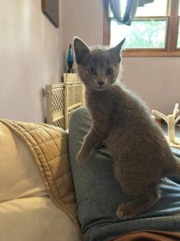 Wanda -  Domestic Short Hair Cat for Adoption in Hobart, Indiana - Wanda | PetCurious