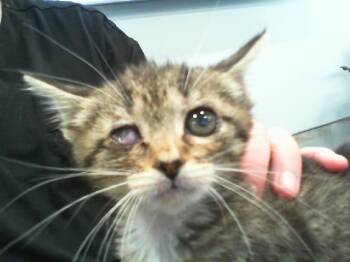 A1266555 -  Domestic Medium Hair Cat for Adoption in Charlotte, North Carolina - A1266555 | PetCurious