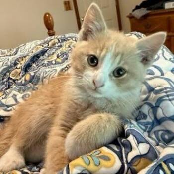 Francis -  Domestic Short Hair Cat for Adoption in Belleville, Illinois - Francis | PetCurious
