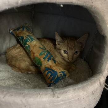 MAX -  Domestic Short Hair Cat for Adoption in Kyle, Texas - MAX | PetCurious