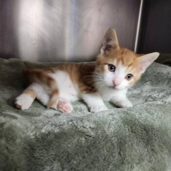 Roo -  Domestic Short Hair Cat for Adoption in Walker, Michigan - Roo | PetCurious