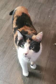 Savannah -  Domestic Short Hair Cat for Adoption in Lemoyne, Pennsylvania - Savannah | PetCurious