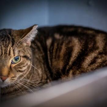 Domestic Short Hair Cats Available for Adoption - Sasha (shy Needs Foster To Adopt Home)  | PetCurious