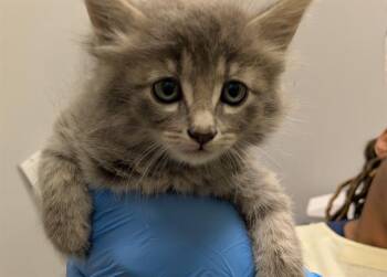 SCARLETT -  Domestic Medium Hair Cat for Adoption in Kent, Washington - SCARLETT | PetCurious