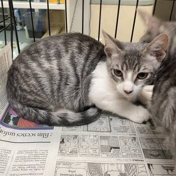 Lakes 2 -  Domestic Short Hair Cat for Adoption in Westminster, California - Lakes 2 | PetCurious