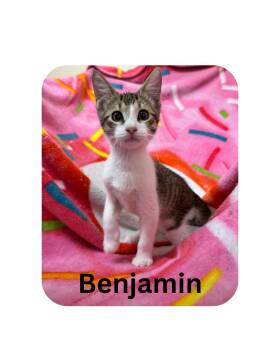 Benjamin -  Domestic Short Hair Cat for Adoption in Miami, Florida - Benjamin | PetCurious