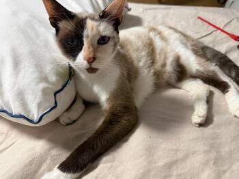 Domestic Short Hair Cats Available for Adoption in Franklin, Massachusetts - Frozen | PetCurious