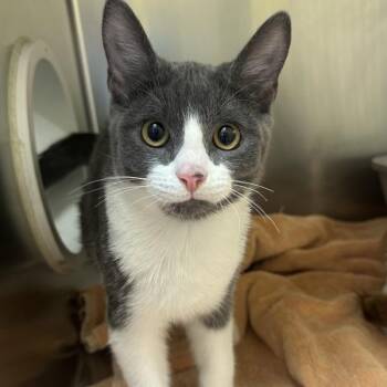 Hulkenberg -  Domestic Short Hair Cat for Adoption in Walnut Creek, California - Hulkenberg | PetCurious