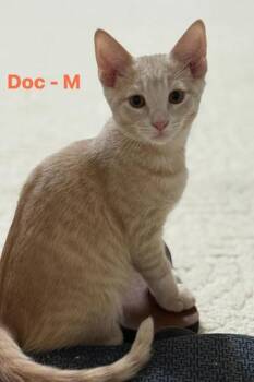 Rescue Domestic Short Hair and American Shorthair Cats for Adoption in Bedford, Indiana - Doc | PetCurious