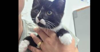 Dewy -  Domestic Short Hair Cat for Adoption in Salmon, Idaho - Dewy | PetCurious