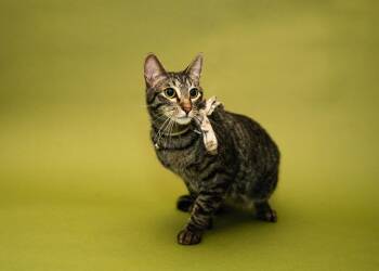 Rescue Domestic Short Hair Cats for Adoption in Sunrise, Florida - Felix | PetCurious