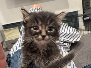Rescue American Shorthair Cats for Adoption in Huntington Beach, California - Joey | PetCurious