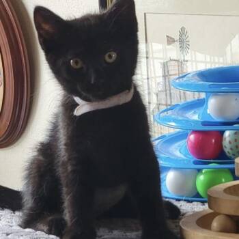 Nike -  Domestic Short Hair Cat for Adoption in Jurupa Valley, California - Nike | PetCurious