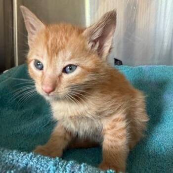 Julius -  Domestic Short Hair Cat Available for Adoption in Cumming, Georgia - Julius | PetCurious