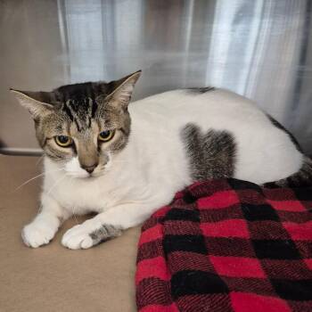 Domestic Short Hair Cats Available for Adoption in Lake Panasoffkee, Florida - Baby | PetCurious
